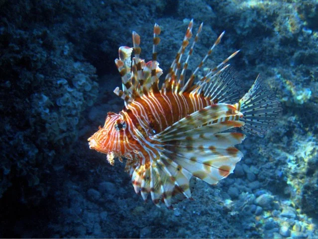 Ras Mohamed Red Sea Cruise and Snorkeling