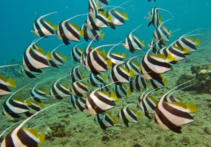 Ras Mohammed from Sharm el Sheikh