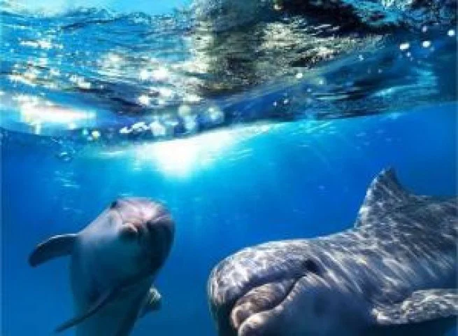 Dolphin House Snorkeling at Marsa Alam