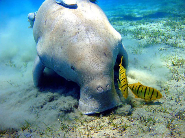 Snorkeling Trip At Port Ghalib Marina from Marsa Alam
